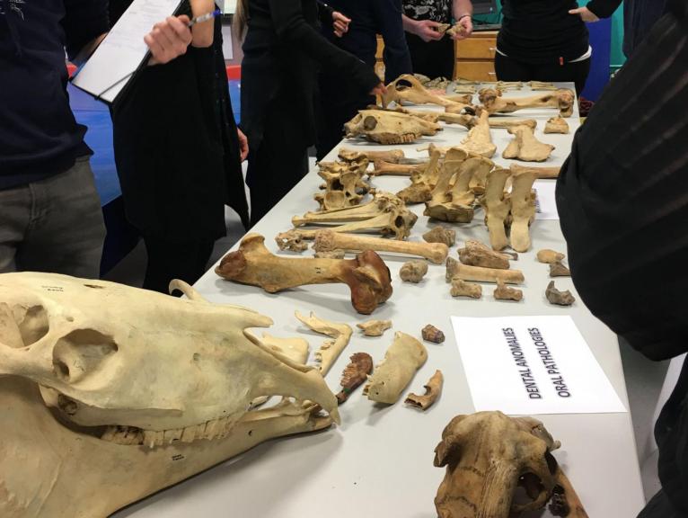Animal bones laid out on a table