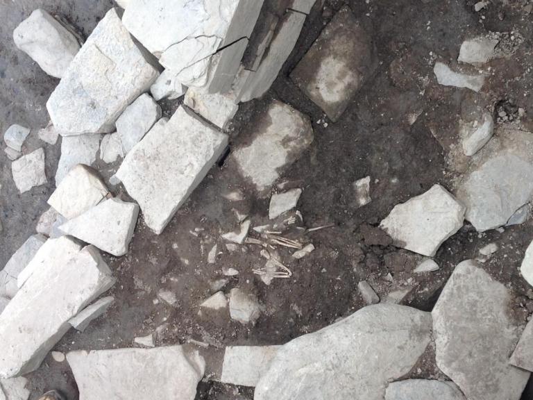 Bird skeleton buried in the Pictish levels at the entrance to the Neolithic chambered tomb 
