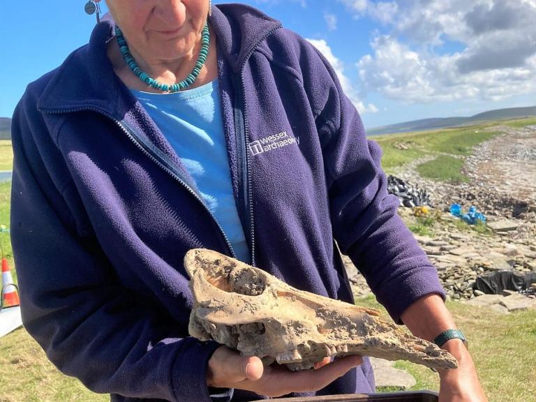 Jackie McKinley, Principal Osteoarchaeologist, holds the skull of a pig during excavations of an Iron Age site on Orkney