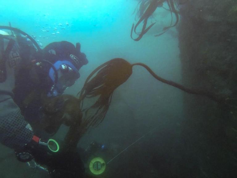 A diver on the wreck of HMS Montagu