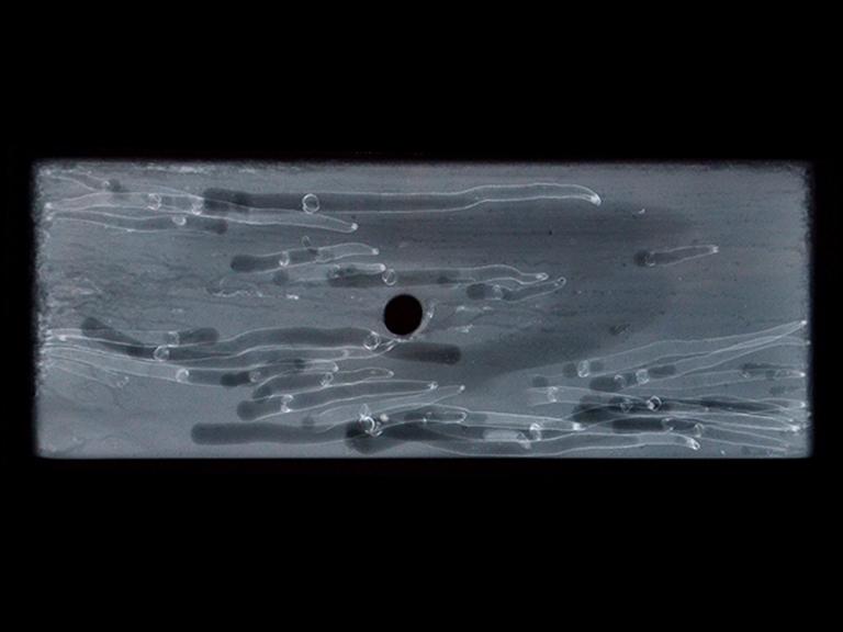 X-ray of shipworm burrows in wooden test panel