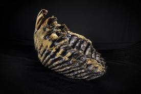 Mammoth tooth recovered thanks to The Protocol