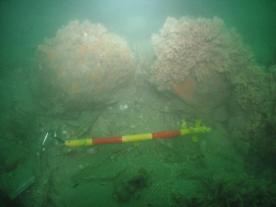 Ships barrels underwater in the Solent