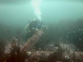 Gun Rock, Farne Islands