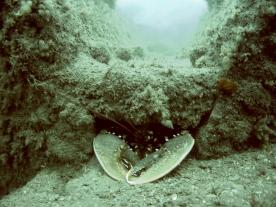 Lobster on the Iona II