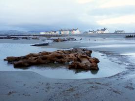 Sunken forest at Borth, Wales