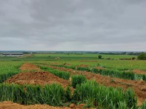 Tillbridge Solar Project: rolling green fields gently slope towards the horizon. The sky is grey and the fields are peppered with rectangular evaluation trenches
